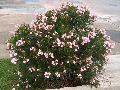 Dwarf Pink Oleander / Nerium oleander 